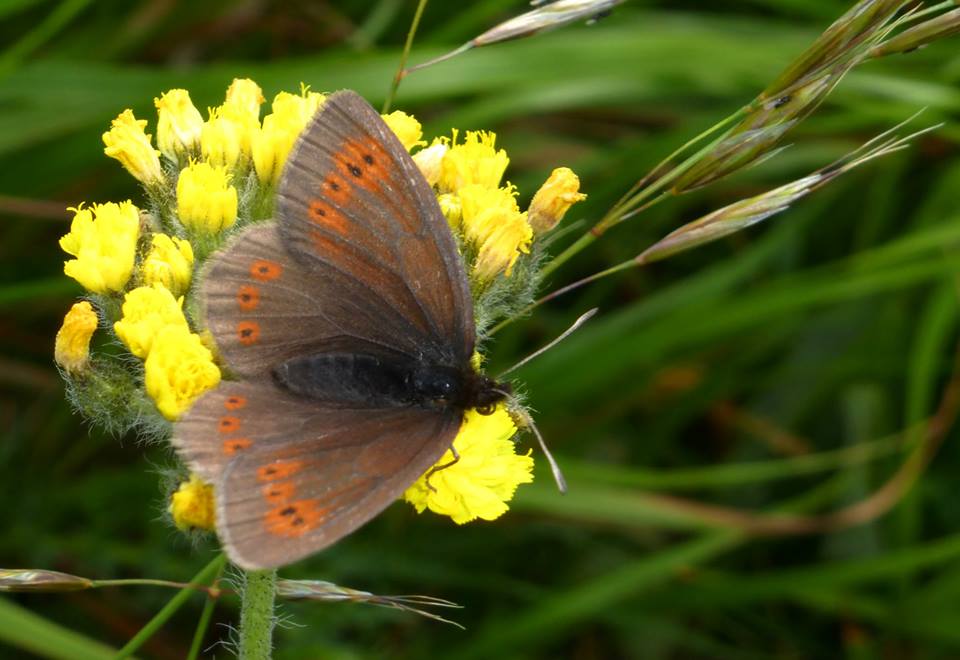 Erebia albergana (Nymphalidae Satyrinae)